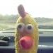 gallito